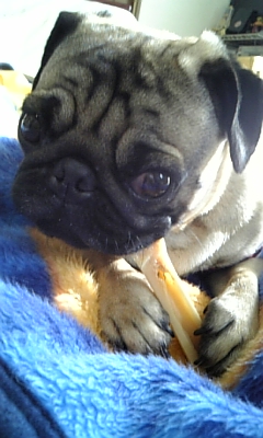 骨かじり～の★つむじ