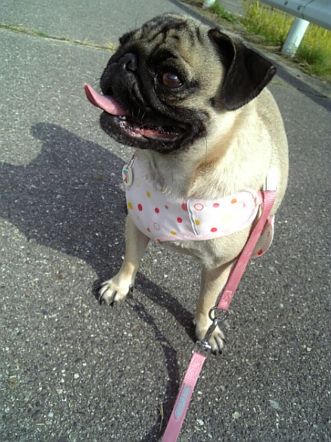 チョビさまの家を見つめるつむじ☆