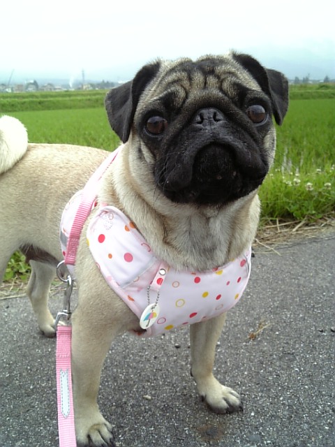 田んぼとつむじ