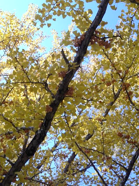 銀杏すごい~っ!!