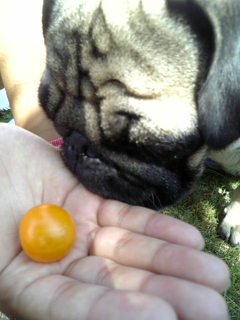 リコピーナ・イエロー☆