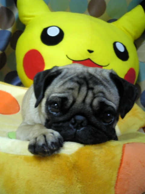 ピカチュウと仲良し♪