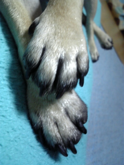 つむじの前足ちゃん♪