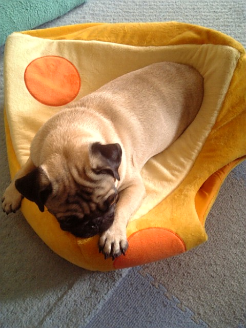 チーズのベッドにすっぽり♪