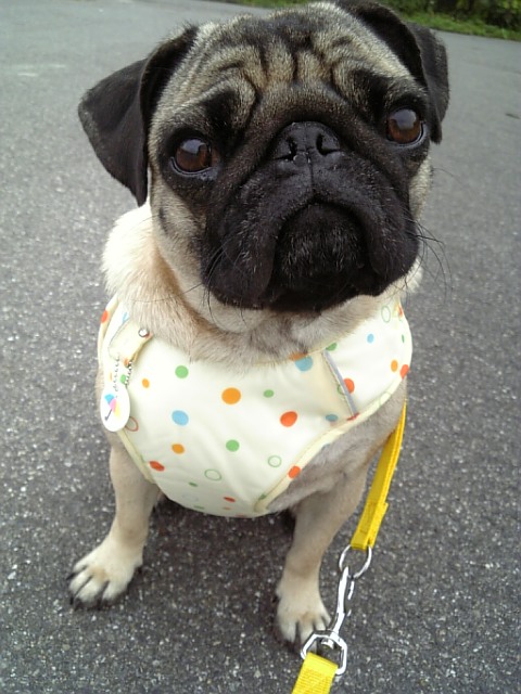 おＮＥＷのハーネスでルンルン♪