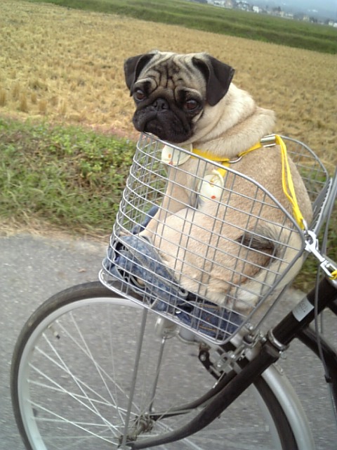 楽チンなお散歩・・・★