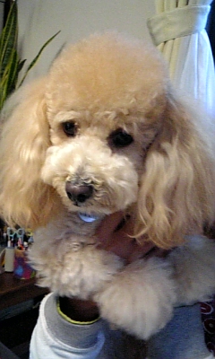 ママになる☆マリーちゃん