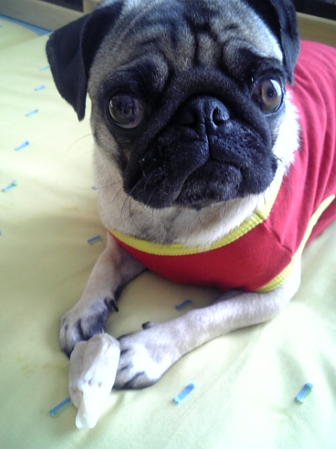 帰宅後のつむじ★