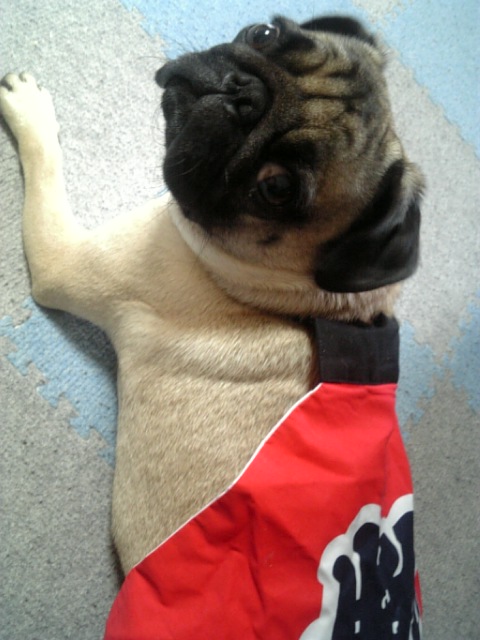 お祭り★つむじ