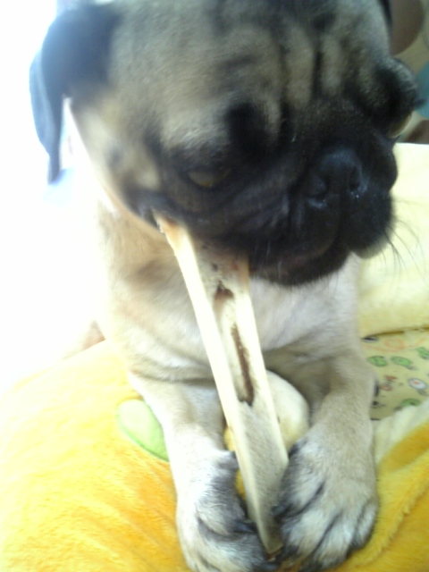 ガツガツなり~★