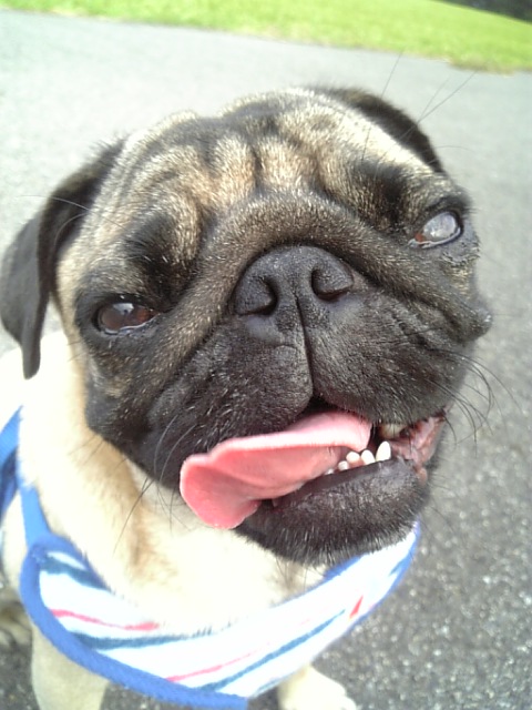 ボルトの走りに感動っ☆