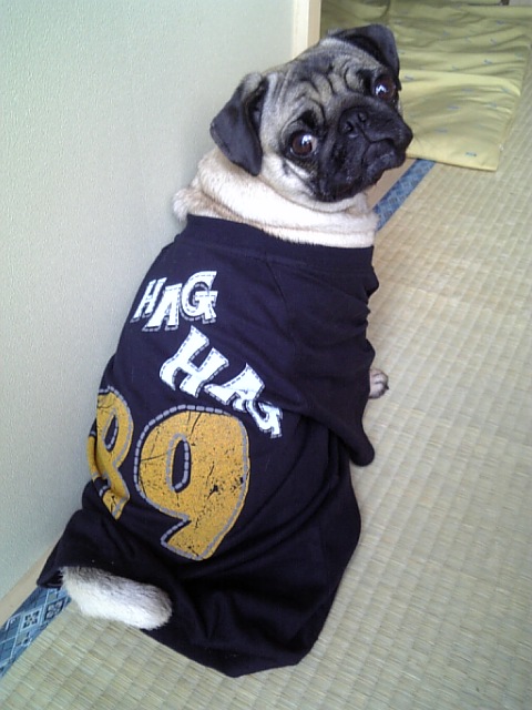 つむじも着てみたよぉ♪