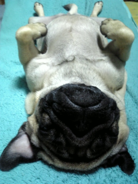 究極のへそてん☆