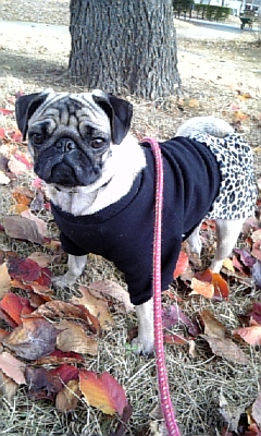 ★落ち葉とつむじ★