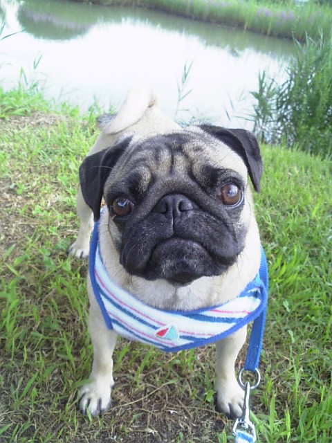 T・ゲイに似てる??