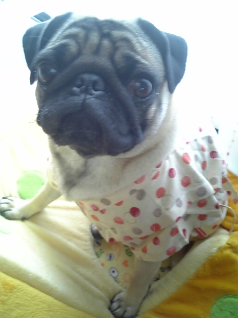 おめでとう☆つむじ