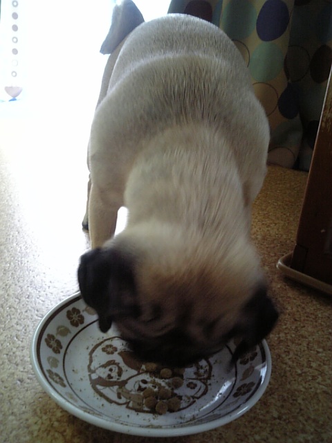 ゴハンおいしいねっ☆