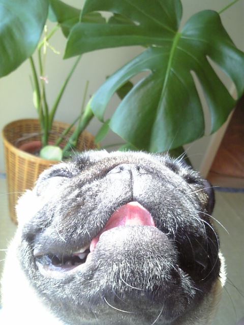 爆睡中☆モンちゃんと一緒♪