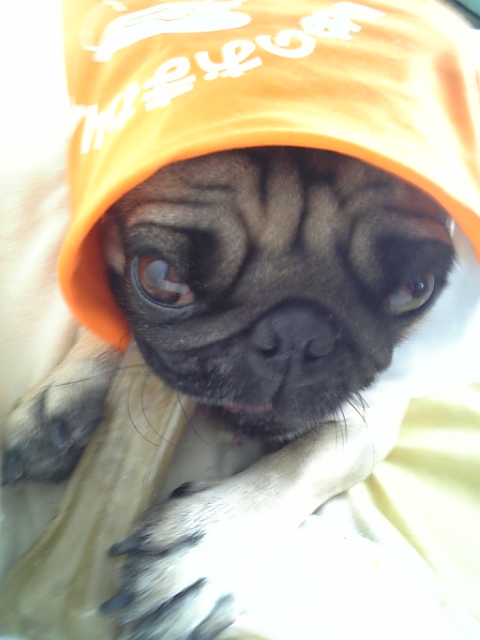 ガムの方が優先。。。