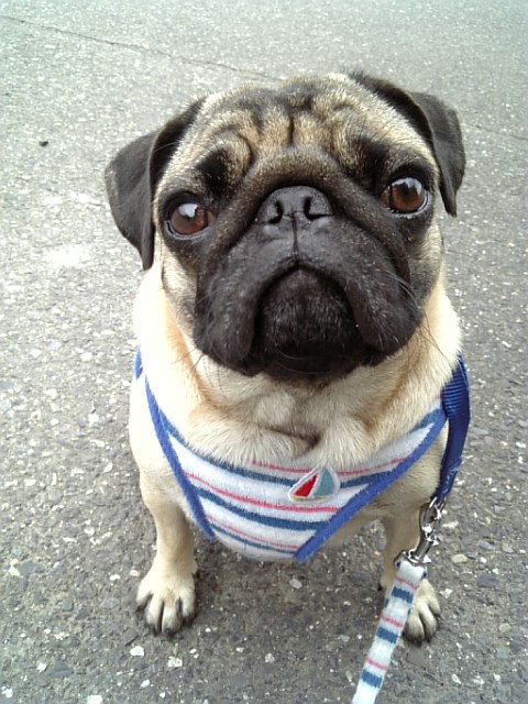 感謝するつむじ★