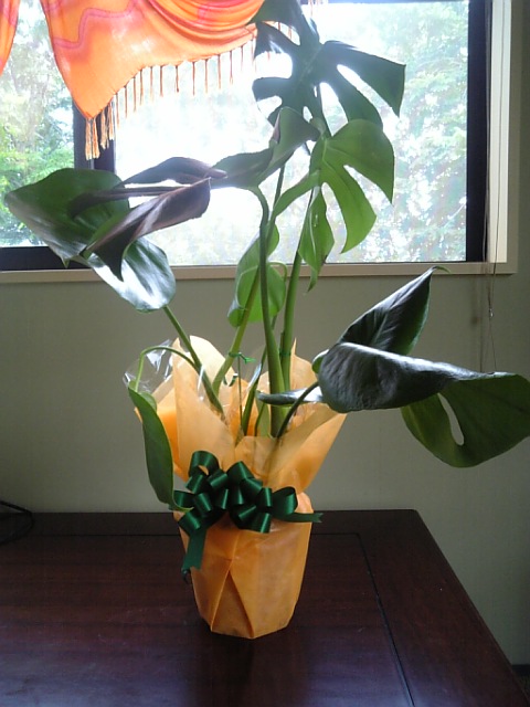 モンステラちゃん☆