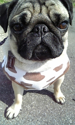 お散歩でルンルン♪