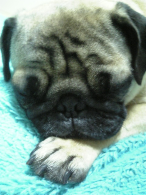 睡眠中☆つむじ