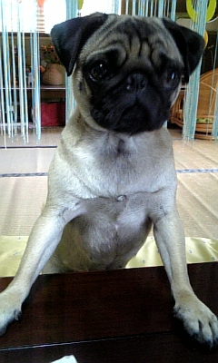 えっへん☆つむじ