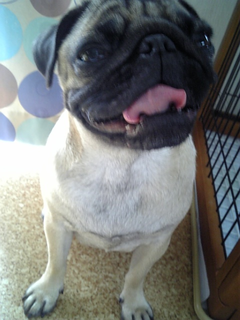 つむじも祝福☆