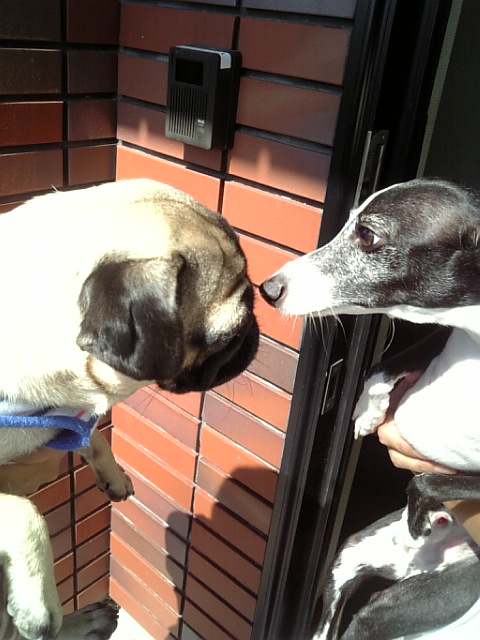 チョビ様のもとへ・・・☆