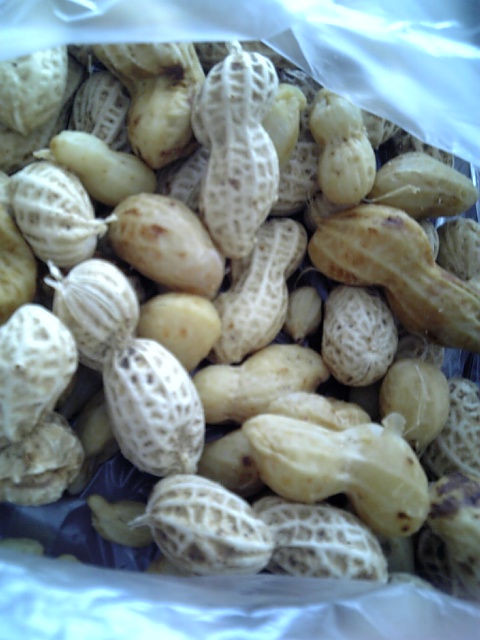 うち採りの落花生☆