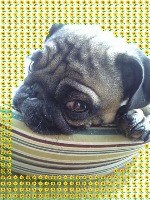 うっとりとろりんこ～♪