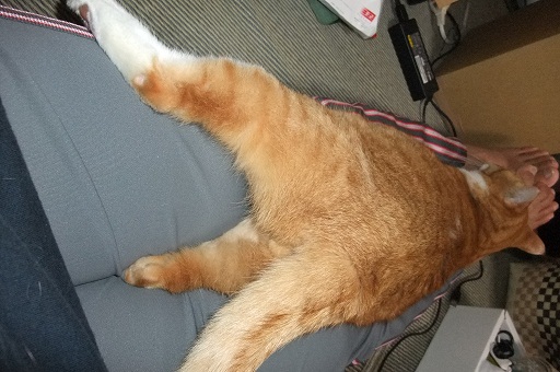 休日 002.JPG
