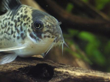 ぐりぐりのどアップ