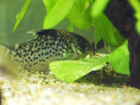 葉っぱの枕 お気に入り ボーギャルソン