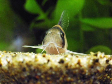 テンちゃん 正面