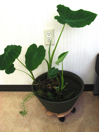 バイオトープのサトイモ