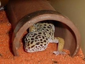 飼っている蛇はなつくの?蛇の飼い方 ...