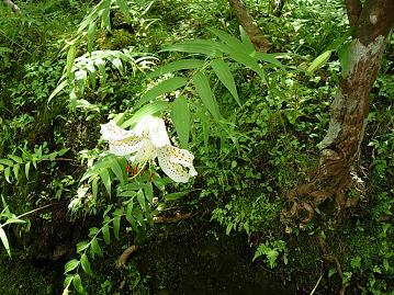 箱根美術館