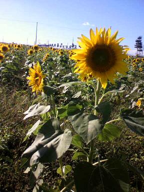 １０月のひまわり