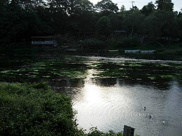 柿田川涌水公園