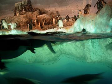 名古屋港水族館