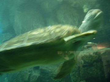 名古屋港水族館