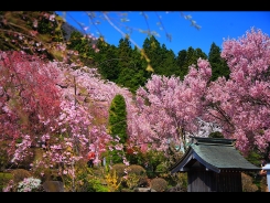 光善寺　枝垂桜