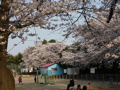 校庭の桜6