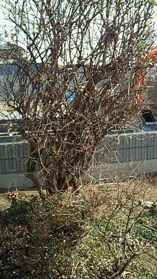 NEC_0019.JPG