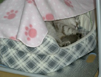 zzz