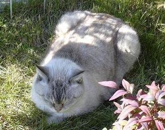 ひらべったく