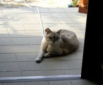 紐な猫