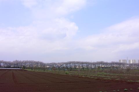 桜並木遠景